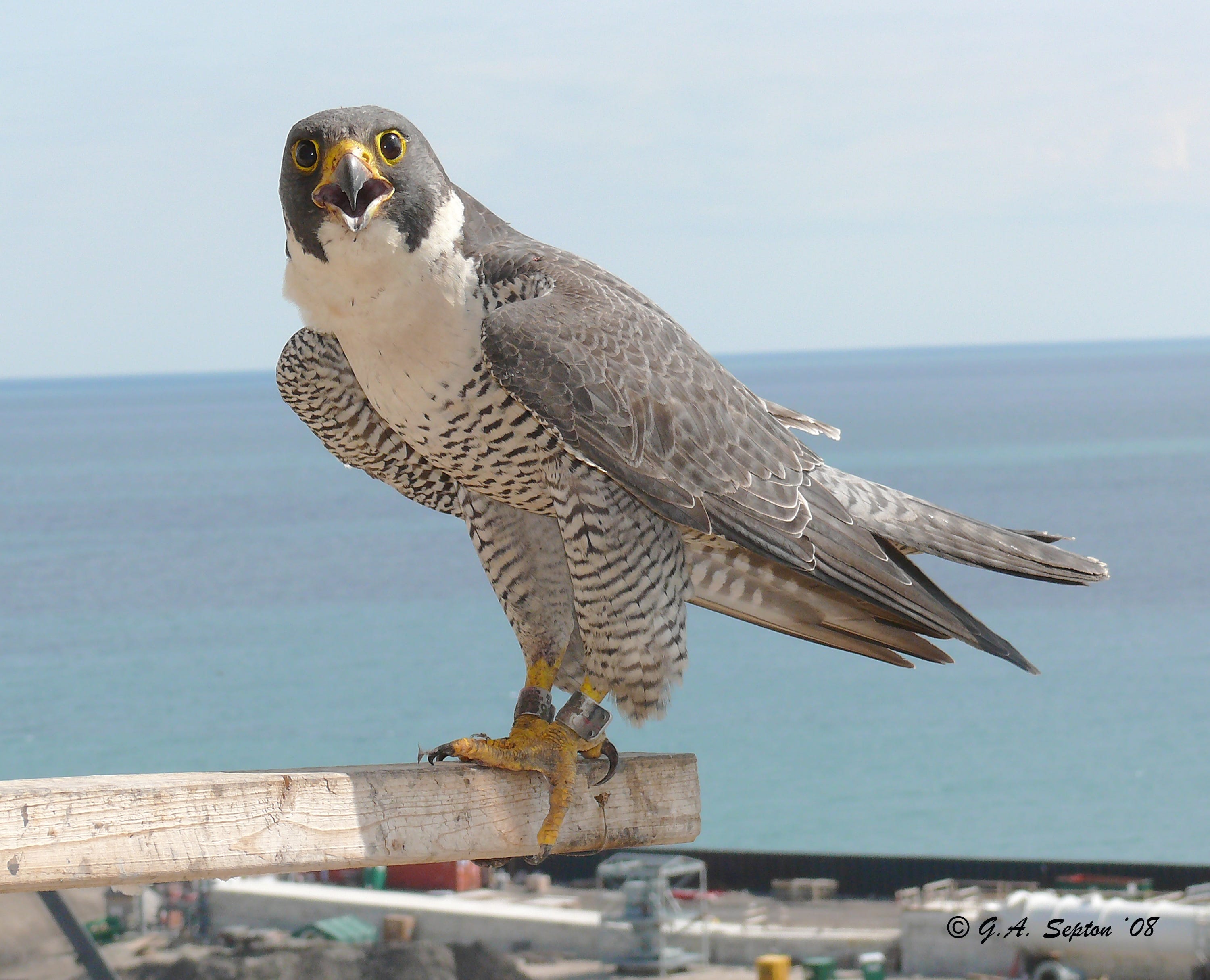 falcon feeding bottle